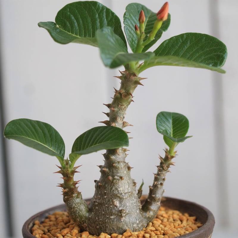 パキポディウム ウィンゾリー 実生 | hanayoshi-botanical