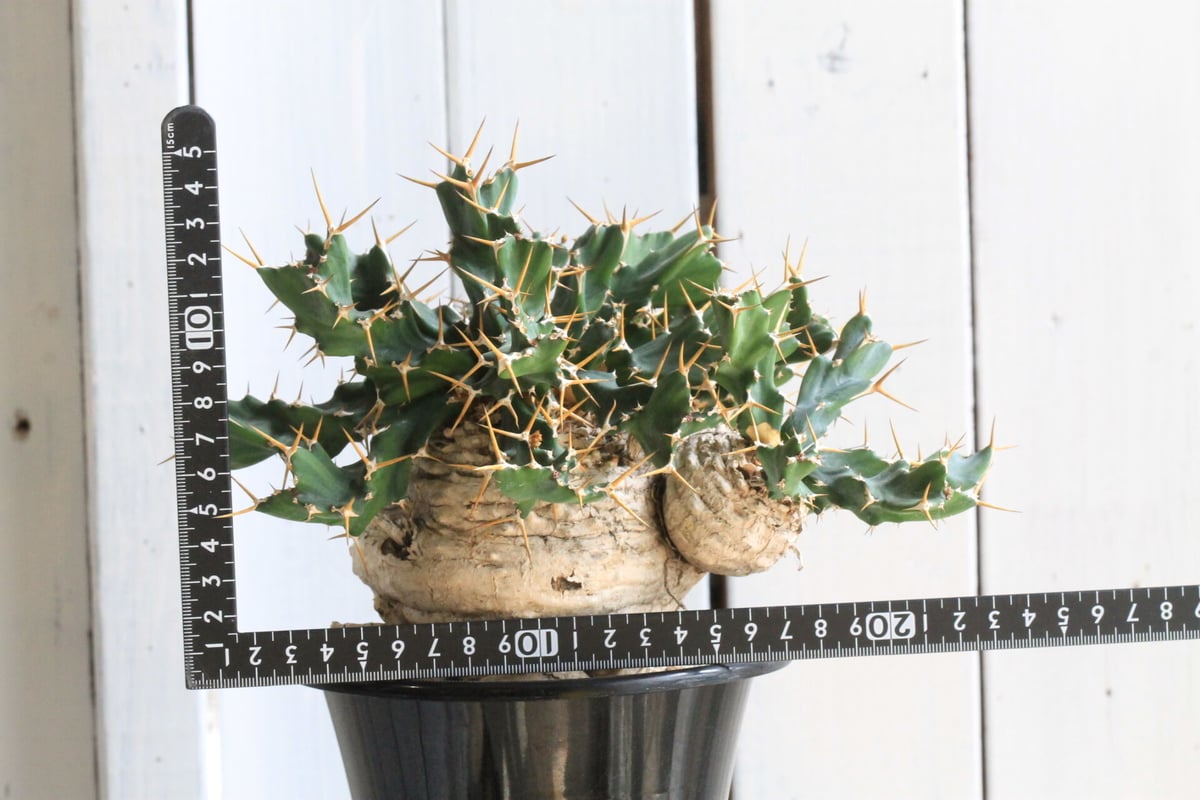 ユーフォルビア クラビゲラ | hanayoshi-botanical