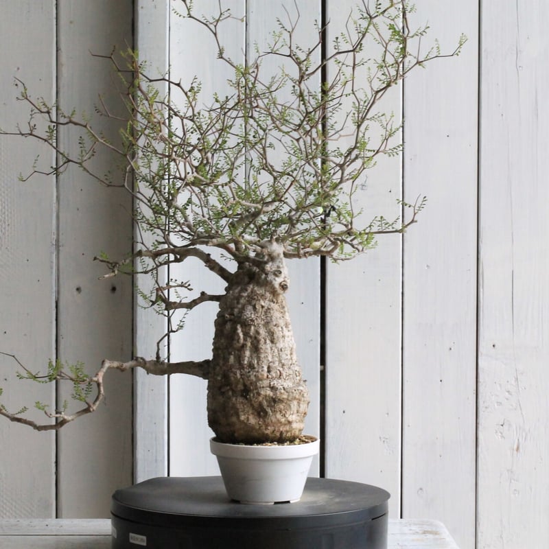 オペルクリカリア パキプス | hanayoshi-botanical