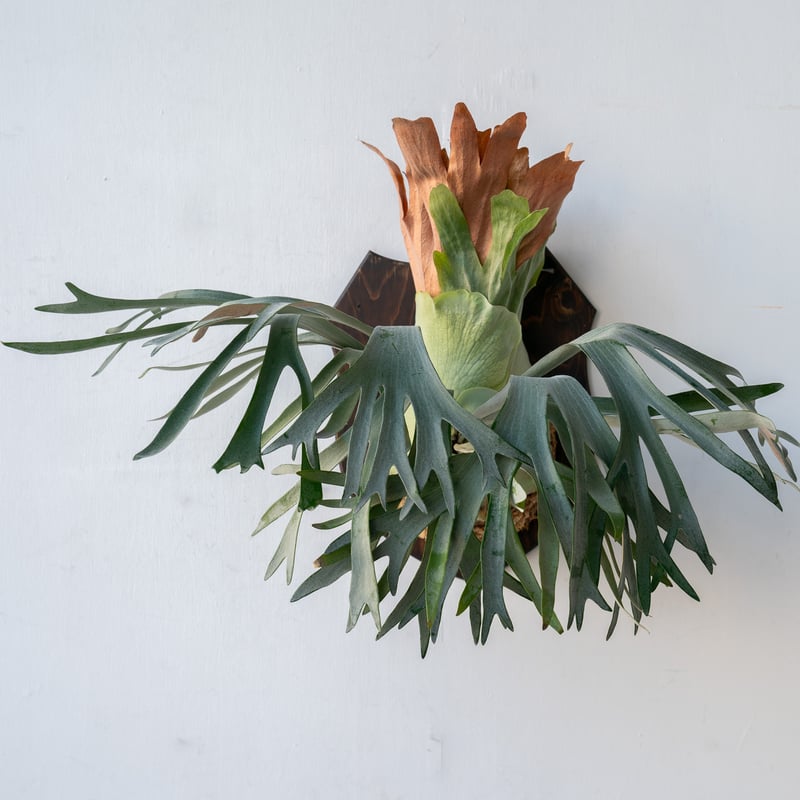 2025.12/13〜】板付ビカクシダ P. Pegasus（pup） | IMAMA