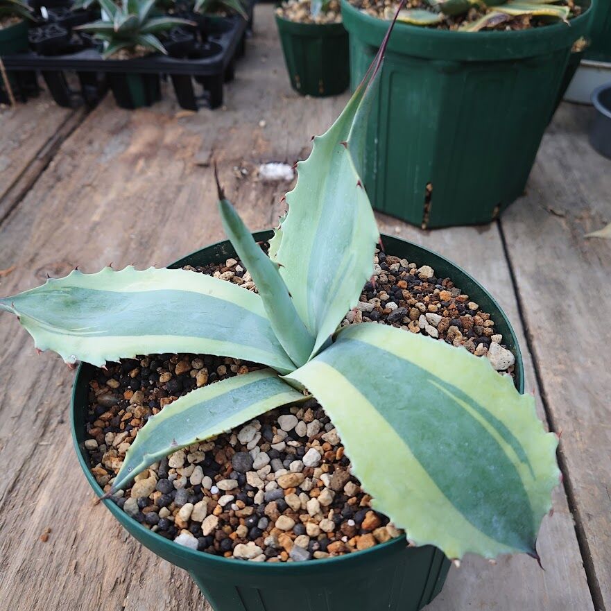 アガベ オバティフォリア オルカ 1 Agave ovatifolia variegated