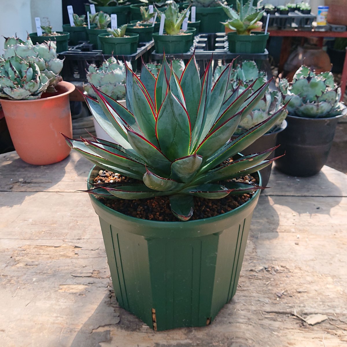 no.3 アガベ ブルーグロウ agave blue grow 【発根済】 | Mellow