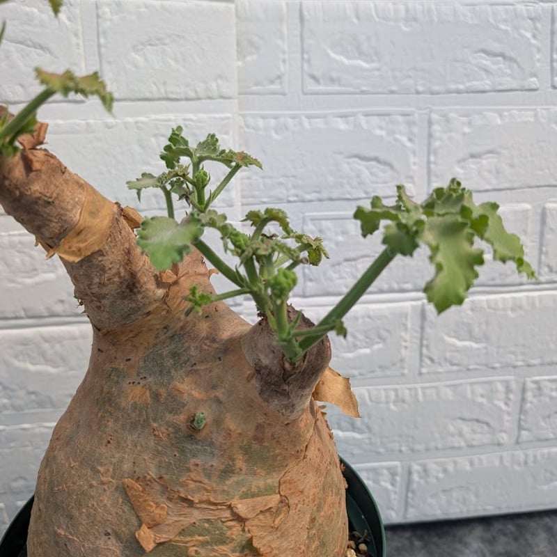 キフォステンマ マクロプス 2 Cyphostemma uter macropus 【発根済】