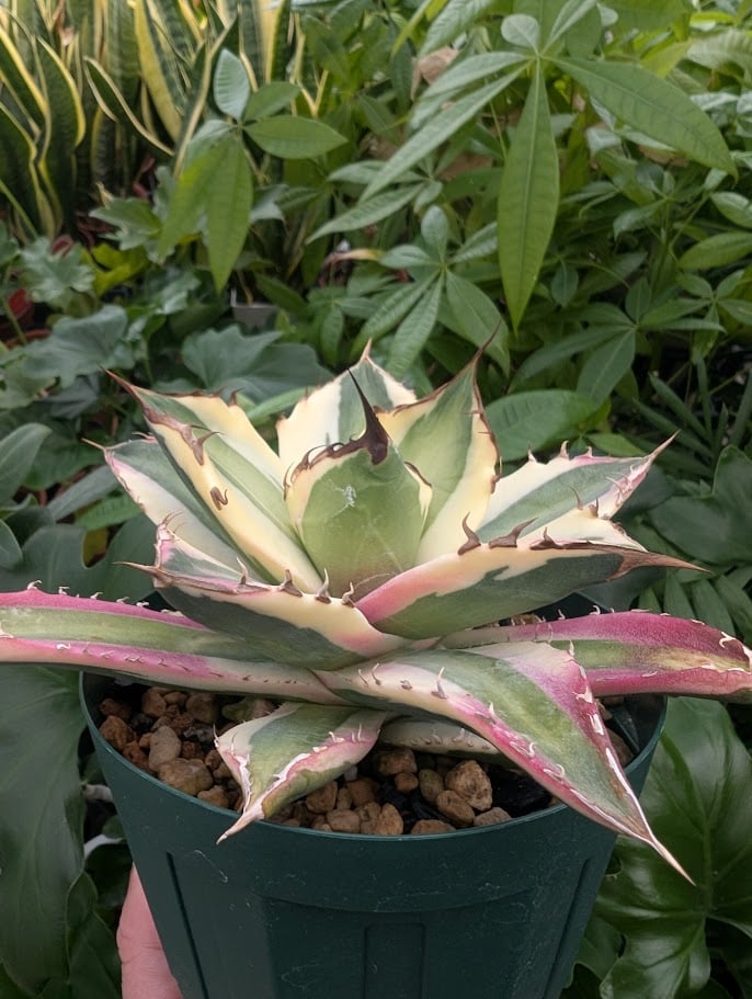 アガベ チタノタ スナグルトゥース ST16 | Mellow Yard