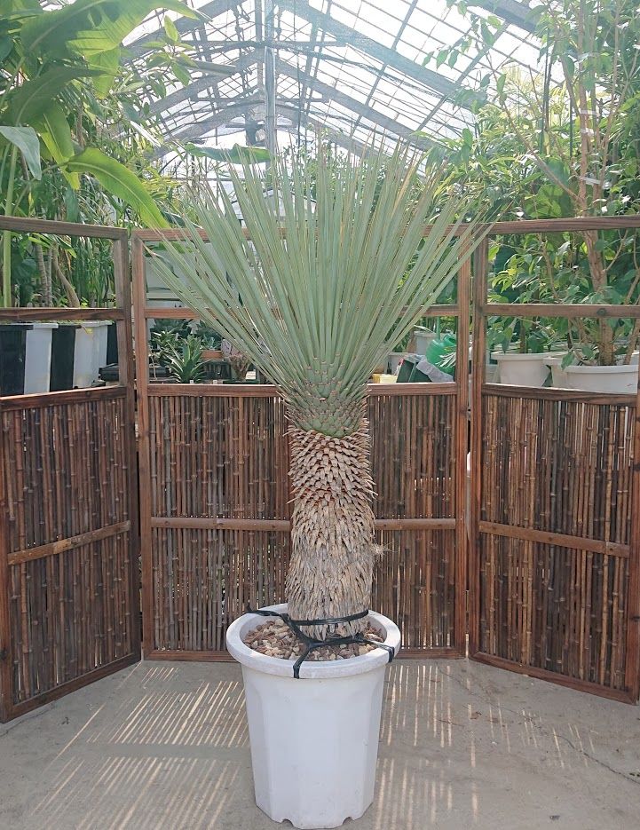 fit=scale-down,w=1200