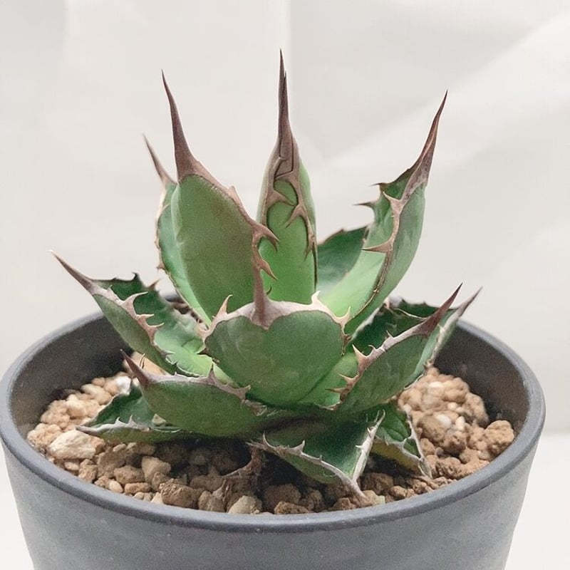 アガベ ホリダ コンパクト バランス良好個体 | 4S'easons.