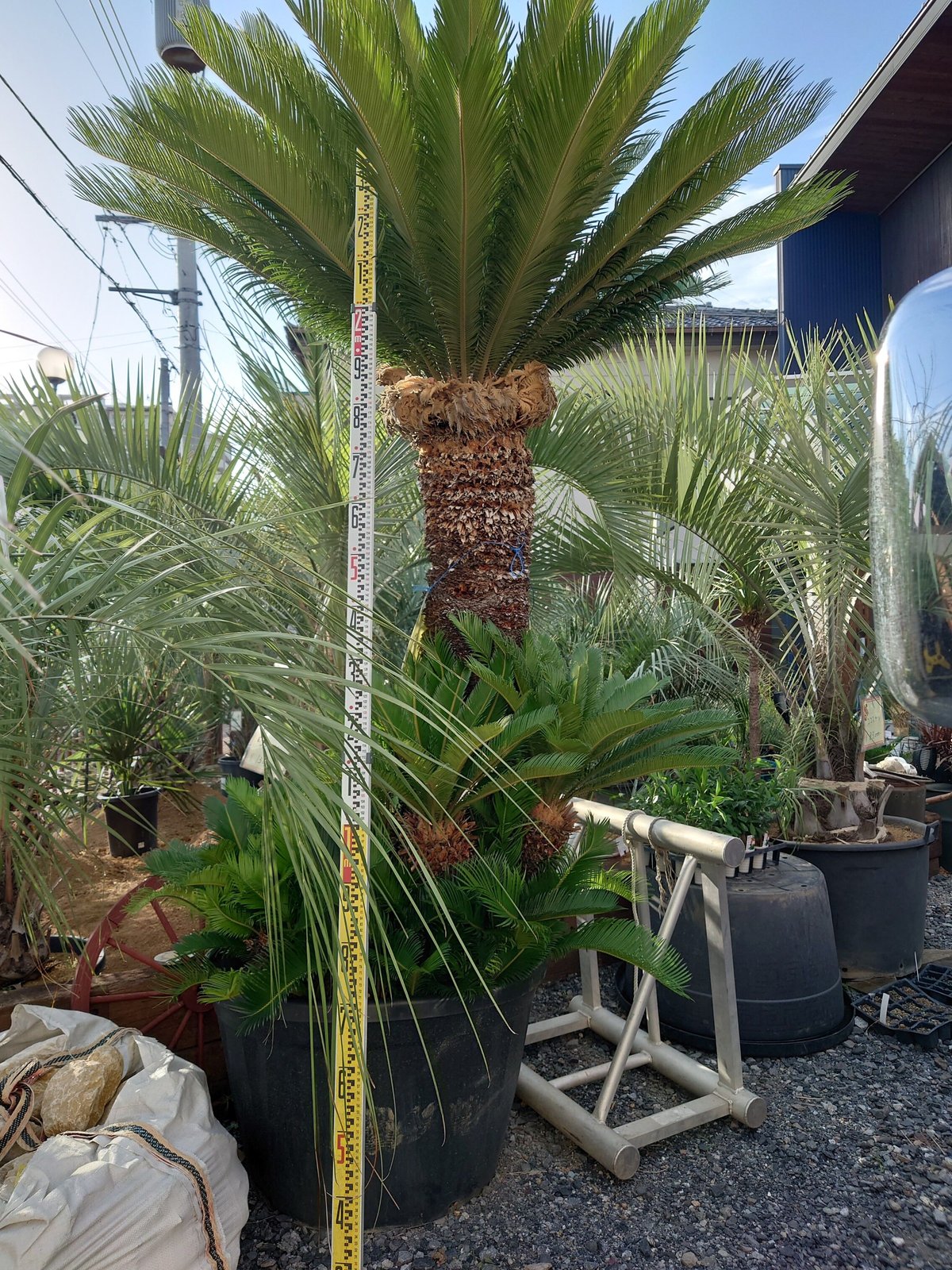 蘇鉄 ソテツ 特大 安心株 | IKEZAWA GARDEN STORE