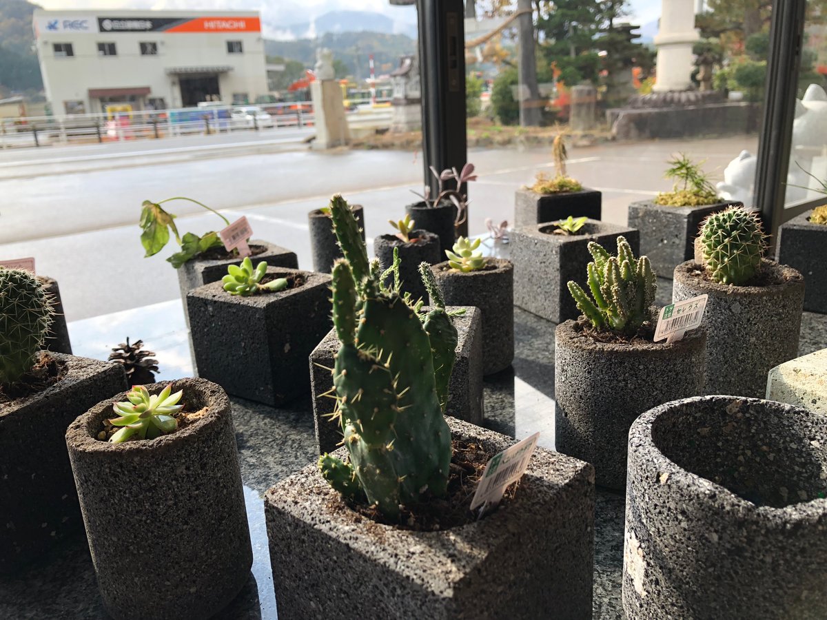 植木鉢】【国産溶岩石・大谷石】 溶岩石フラワーポット(角) サボテン