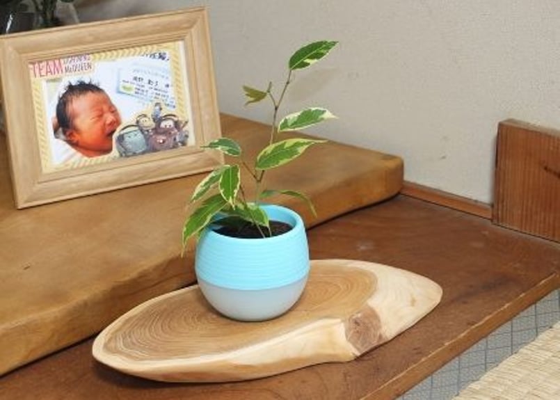 天然木花台・飾り台 NO．1 一位の斜め輪切り | gotafeeling's STORE