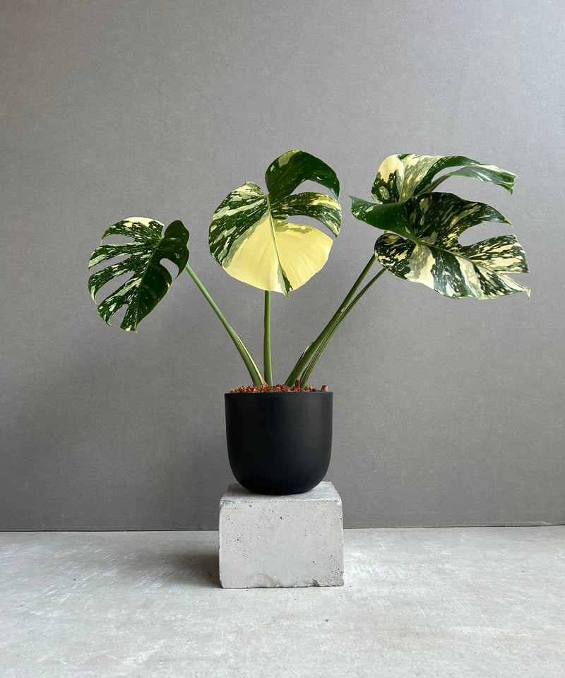モンステラ タイ コンステレーション クリーム ブリュレ 「Monstera