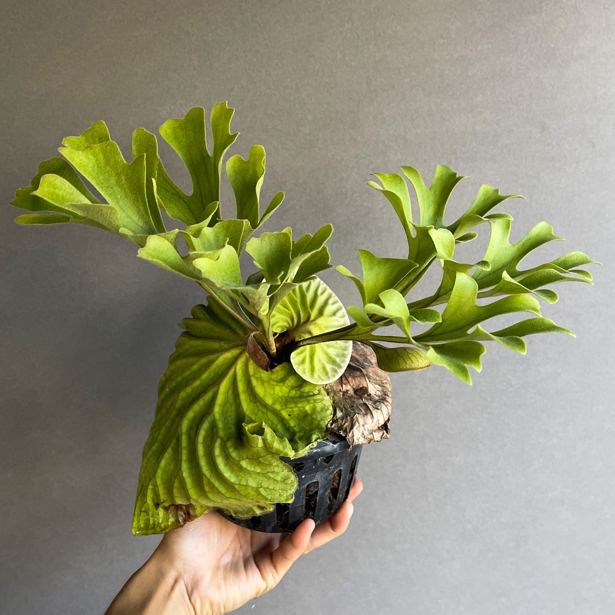 ビカクシダ リドレイ×ビカクシダ コロナリウム）× ビカクシダ リドレイ