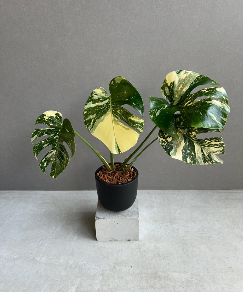 モンステラ タイ コンステレーション クリーム ブリュレ 「Monstera