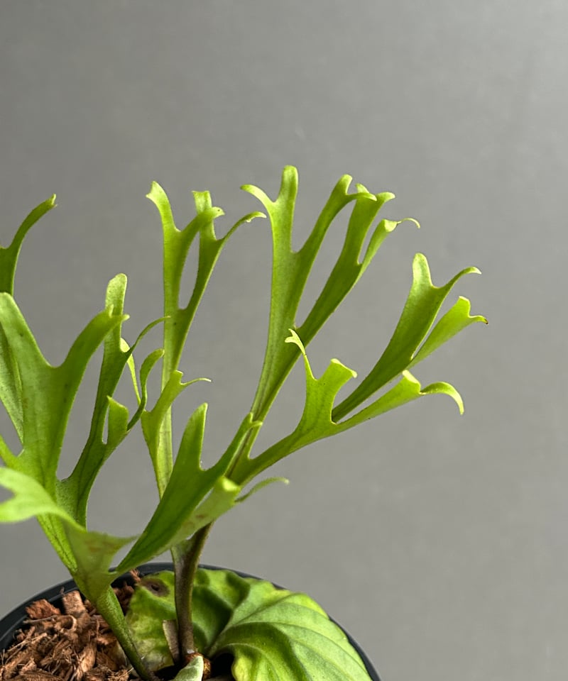 ビカクシダ リドレイ “パカラン”「Platycerium ridleyi “Pakarang