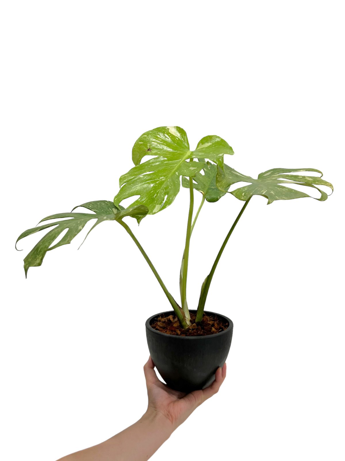 モンステラ デリシオーサ レガシー 「Monstera delisiosa Legacy 」8