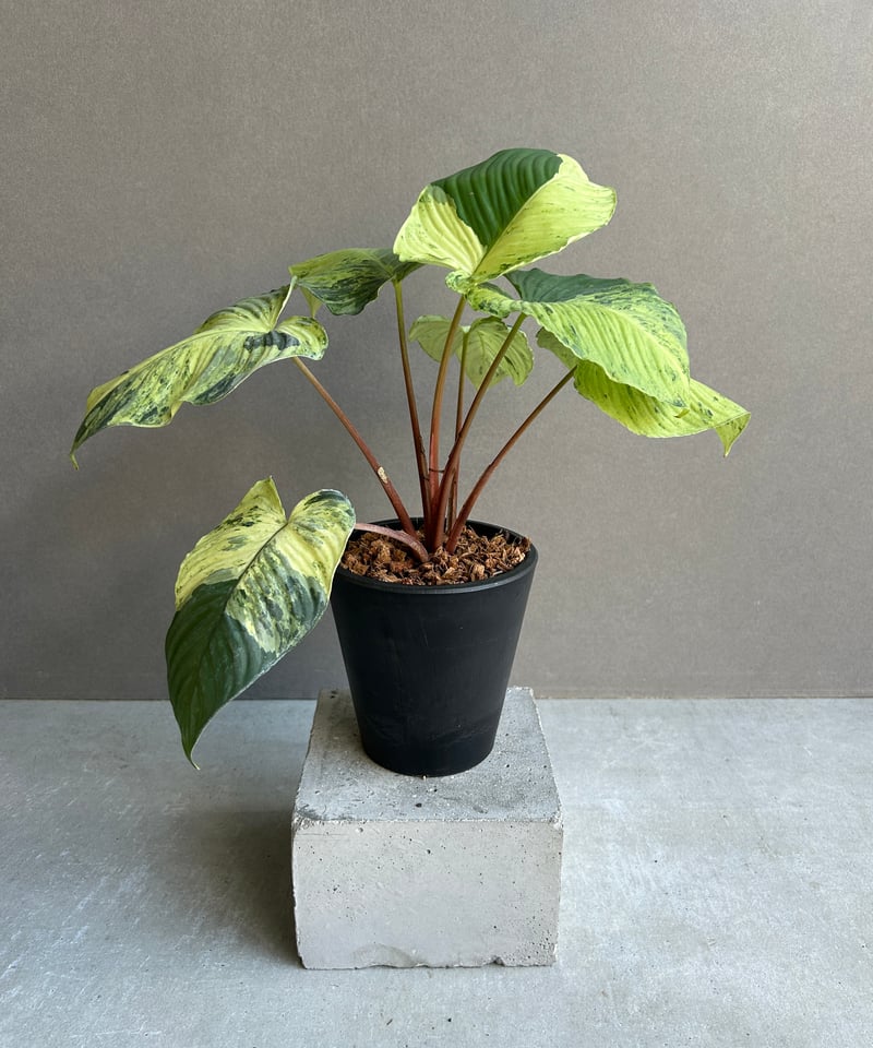 ホマロメナ sp. レッド ステム 斑入「Homalomena sp. Red Stem Va