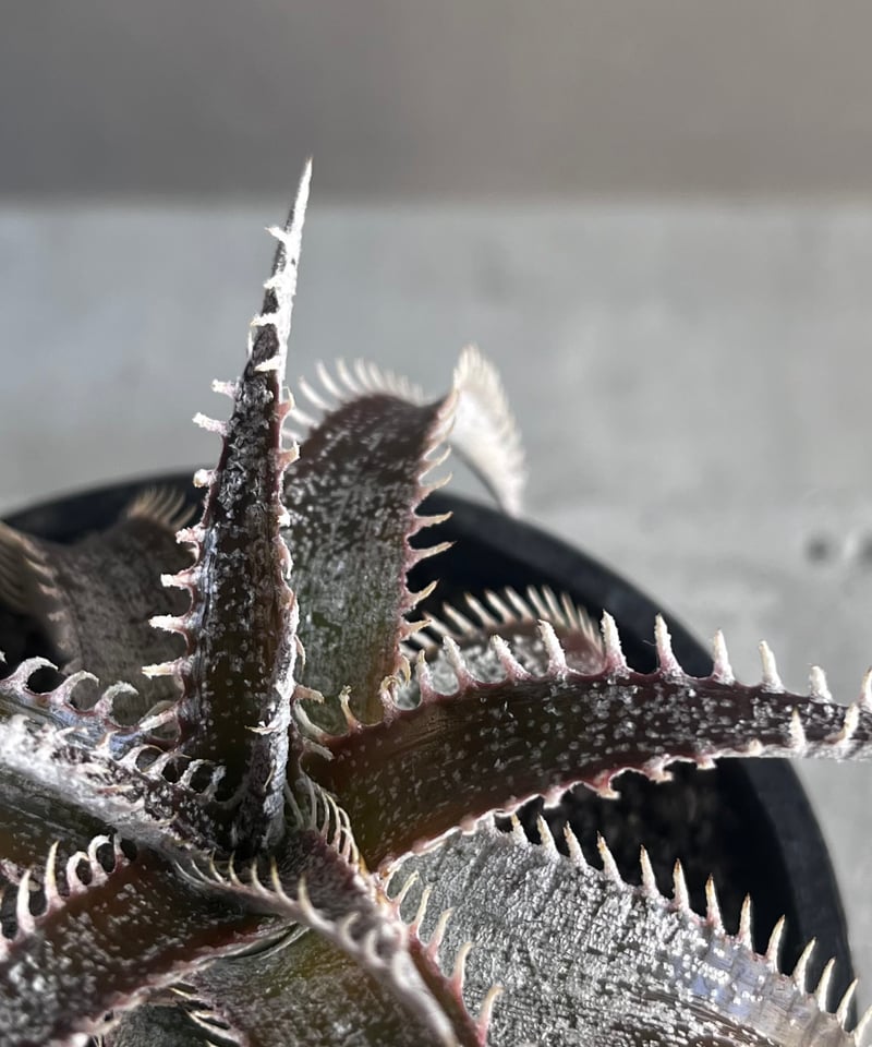 ディッキア ハイブリッド 「Dyckia hybrid」43Z | SHOUCHIKUEN