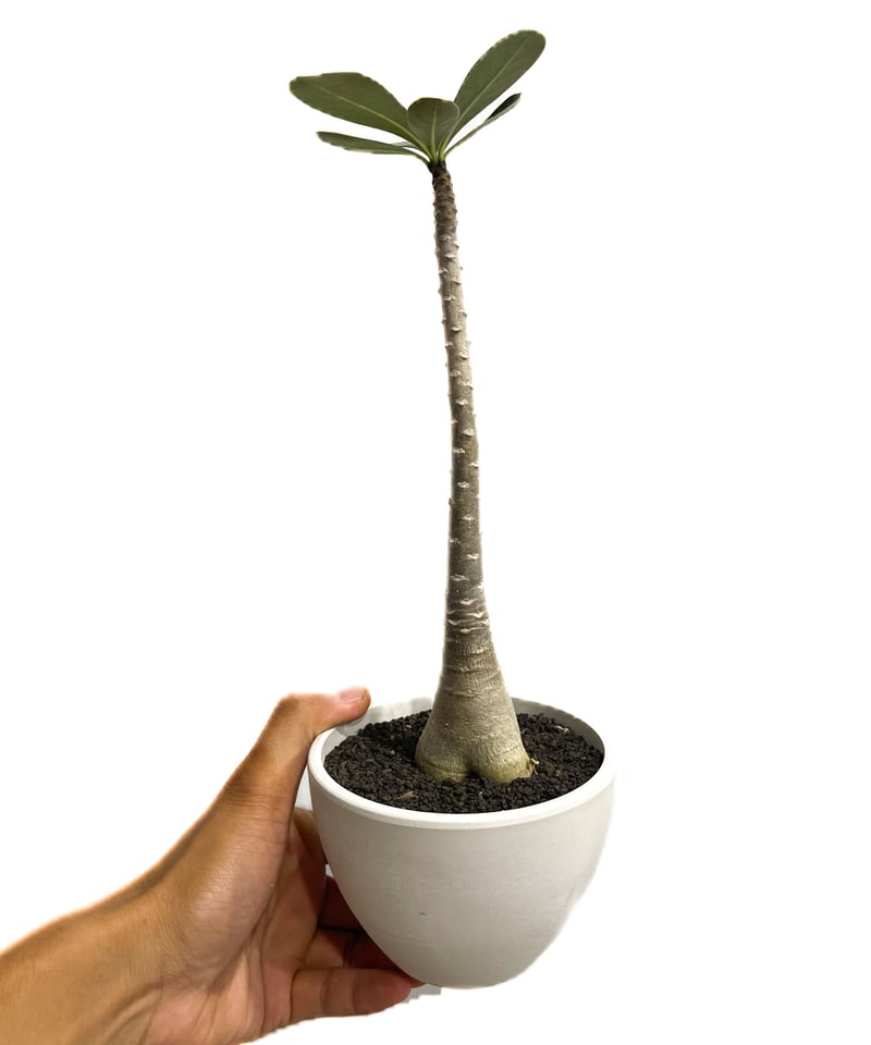 アデニウム ソコトラナム 「Adenium socotranum 」8/31-19C-2 |