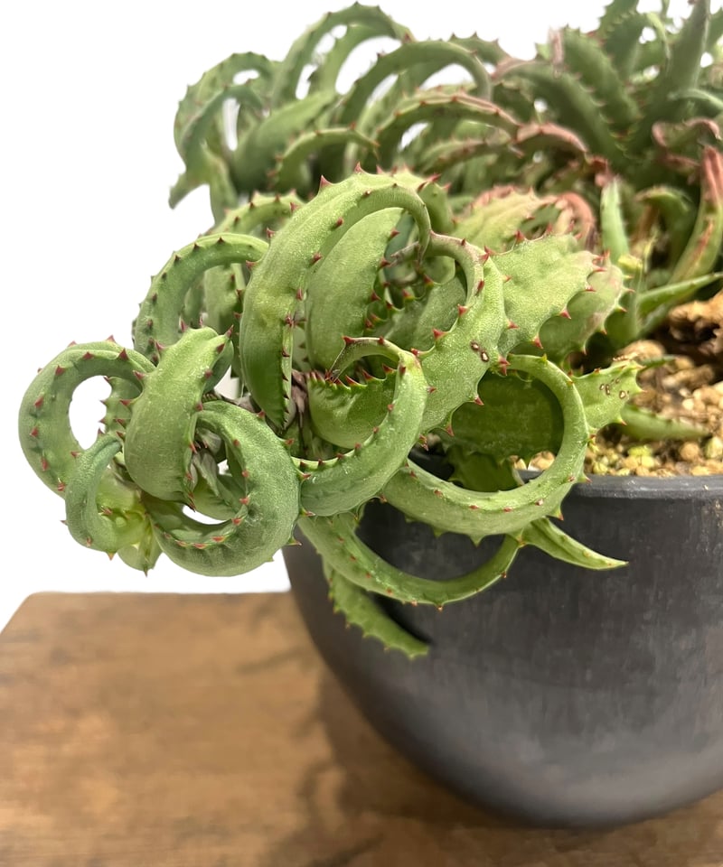 アロエ カスティロニアエ 「Aloe castilloniae」90T | SHOUCHIKUEN