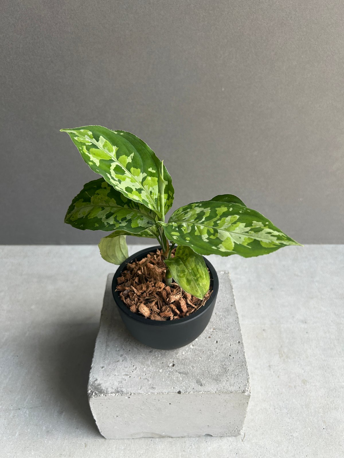 アグラオネマ ピクタム トリカラー 「Aglaonema pictum tricolor 」1