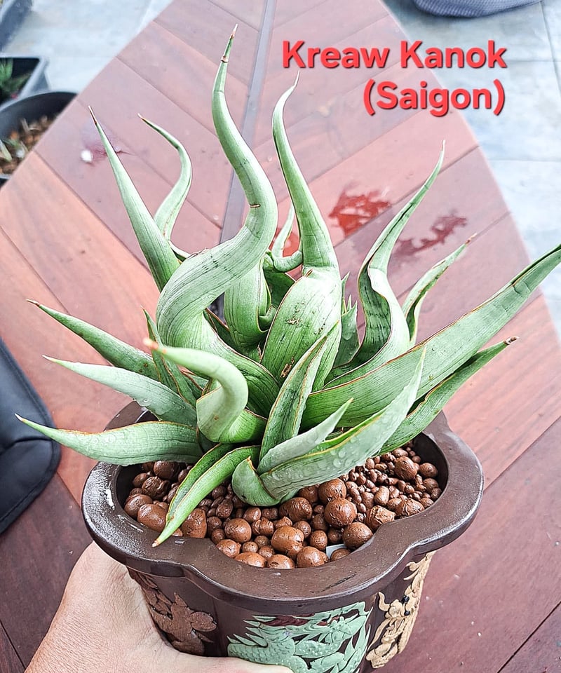サンセベリア サイゴン 「Sansevieria Saigon (by Unyamanee