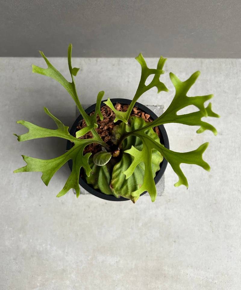 ビカクシダ リドレイ “パカラン”「Platycerium ridleyi “Pakarang