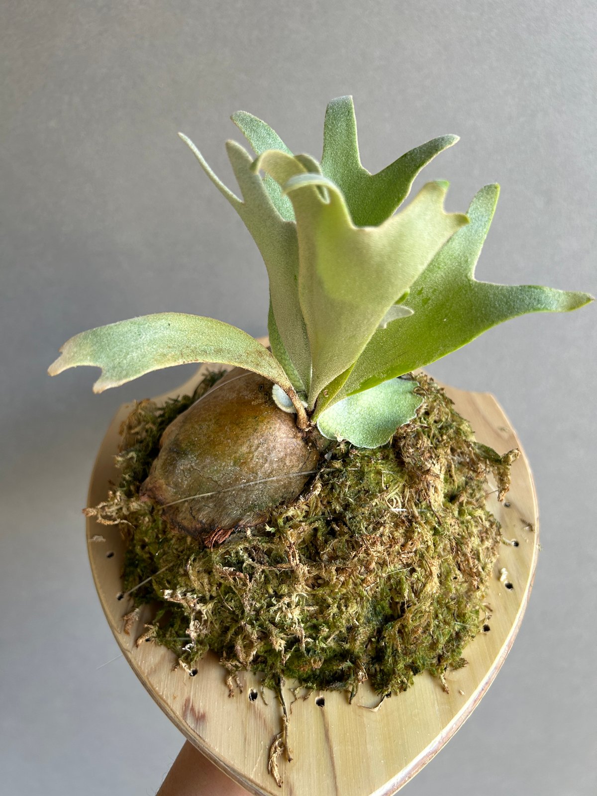 限定1株 P. willinckii 'Sailor Mars' OC 限定1株 P. willinckii