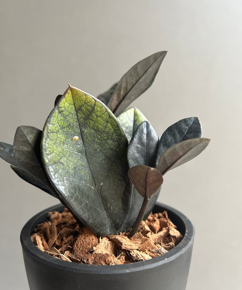 ザミオクルカス 斑入 “ブラックピンク”「Zamioculcas Zamiifolia Var