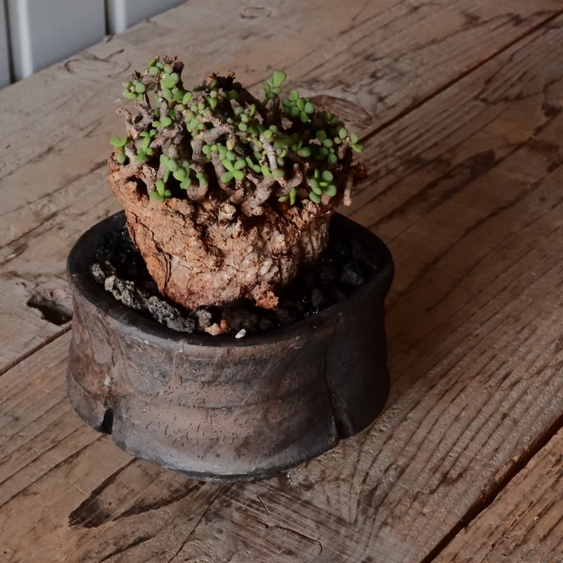 ケラリア ピグマエア 現地株 発根済 ［No.42］ × 沼野秀章 作「 black w