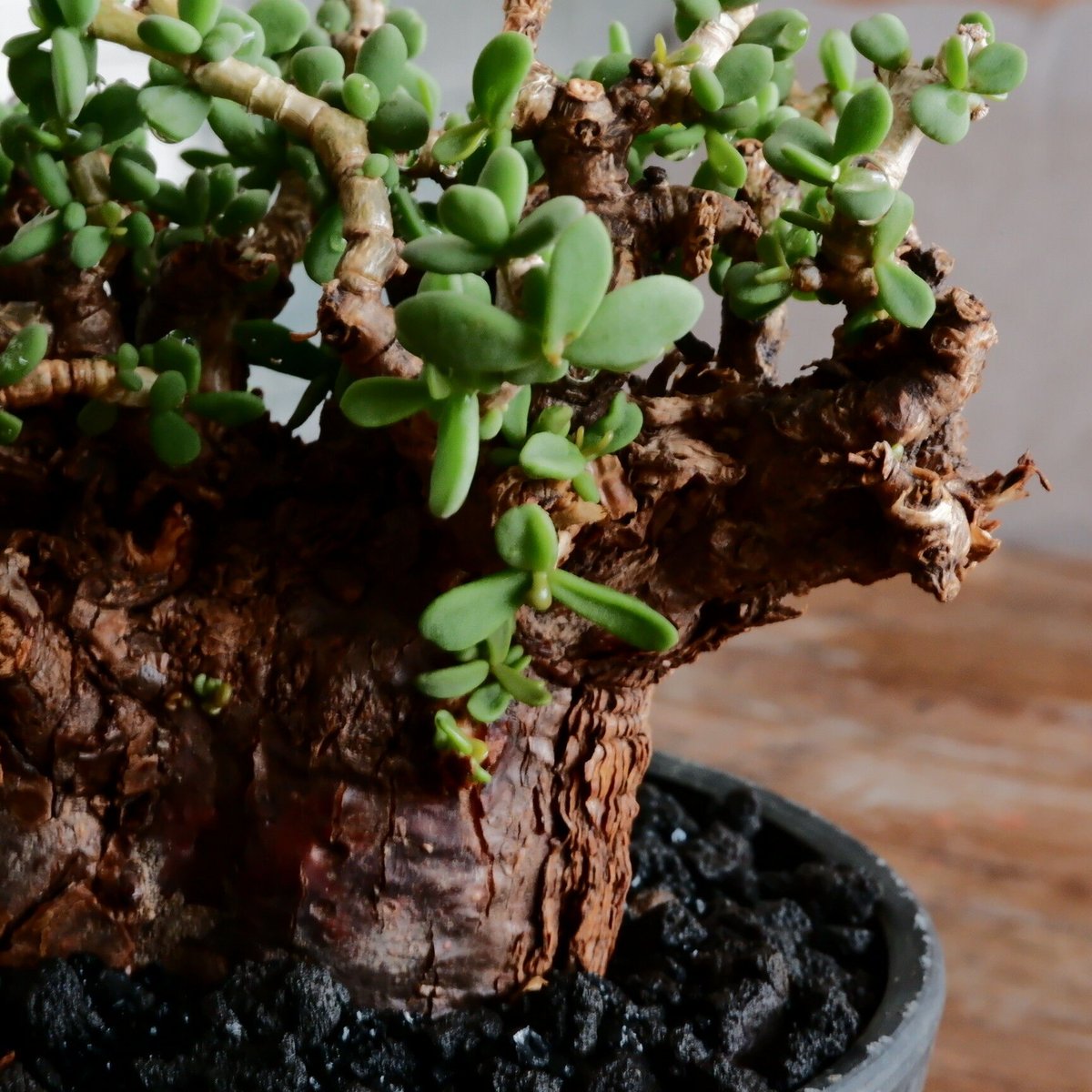 ケラリア ピグマエア 発根済［No.19］ × 4.5号 植木鉢 | Botanical