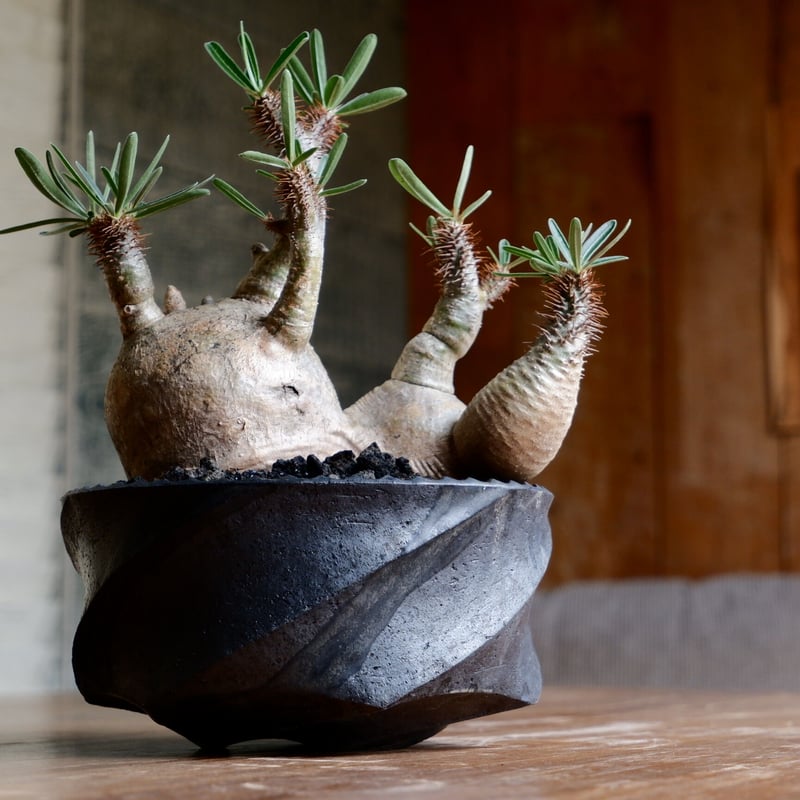 多頭 変態 グラキリス - 象牙宮 - size L［No.39］ × 沖誠 作品 『