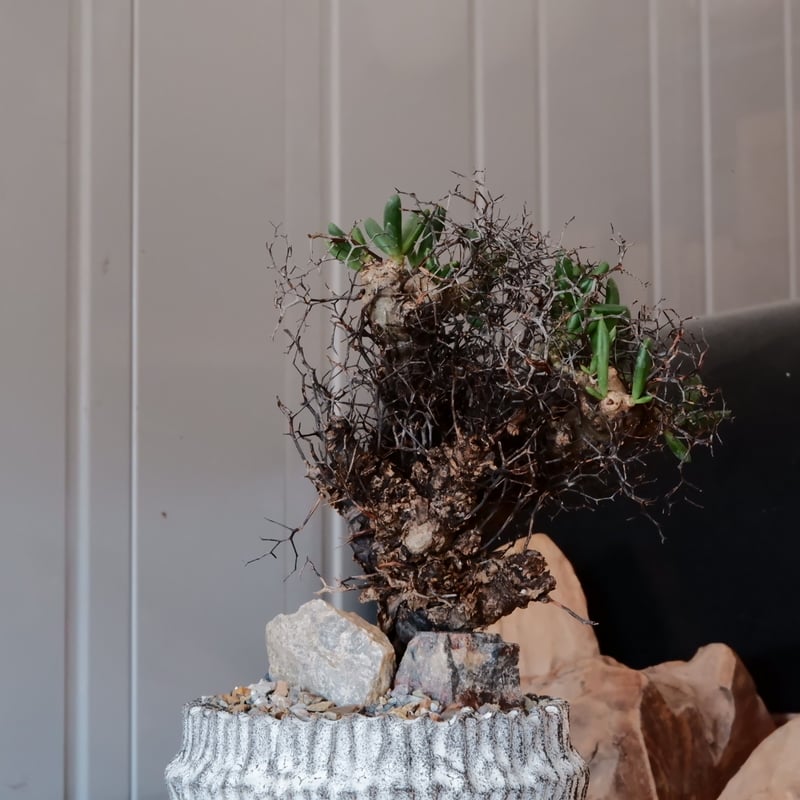 万物想 チレコドン レティキュラーツス［No.02］ × 根本峻吾 作 S.N