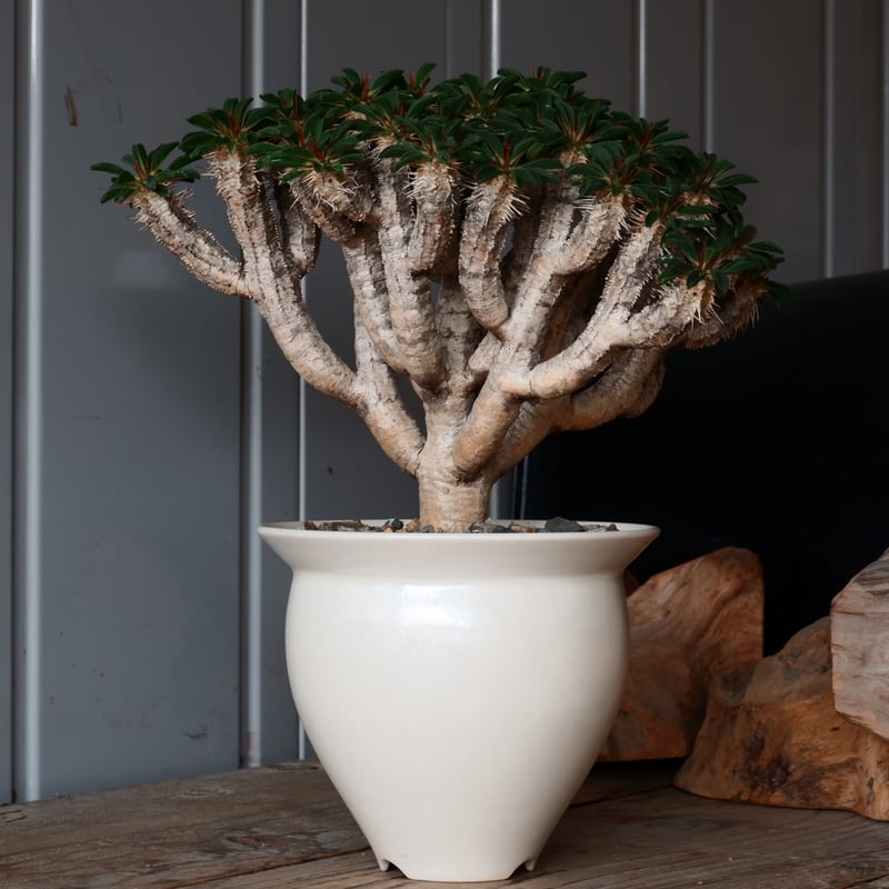 大株 ユーフォルビア ギラウミニアナ 輸入株［No.24］ × 坂本新 作