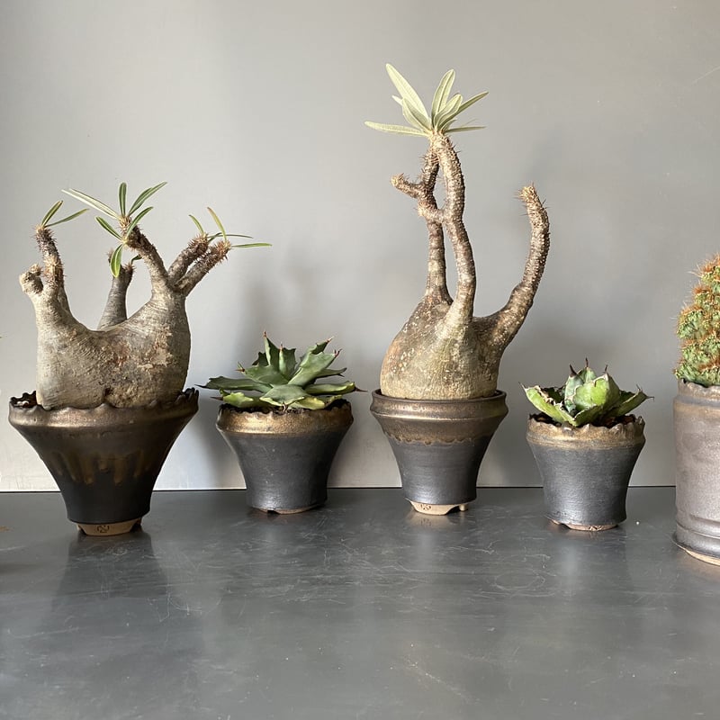 発根済 中ぶりグラキリス 現地株 BG-119 × S.N.Pot - crown - 4号鉢