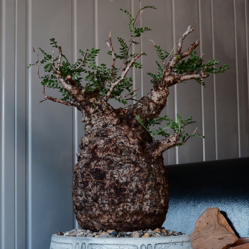 大株 オペルクリカリア パキプス φ 15cm［No.44］ × 根本峻吾 作 S.N