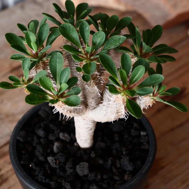 ユーフォルビア ギラウミニアナ 輸入株［No.41］ 4号鉢 | Botanical Holic