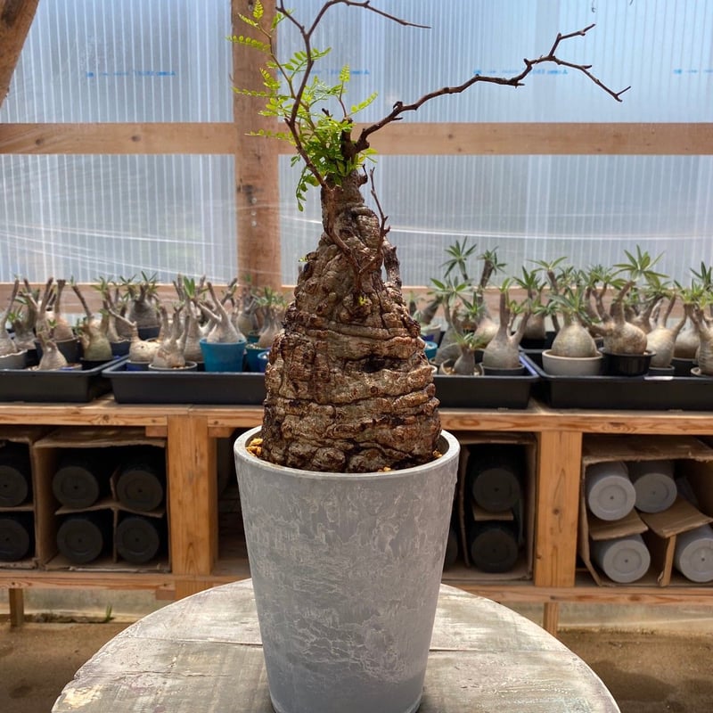 発根済【 オペルクリカリア パキプス Operculicarya pachypus 】BHP-