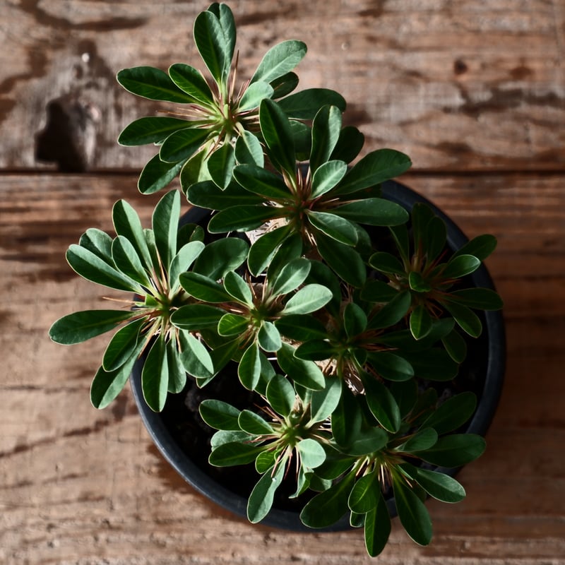 ユーフォルビア ギラウミニアナ 輸入株［No.40］ 4号鉢 | Botanical Holic