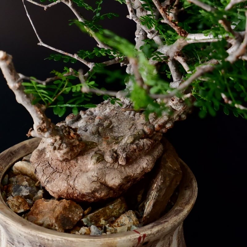 超扁平 蟹型 オペルクリカリア パキプス［No.13］ × 沼野秀章 作 「刻