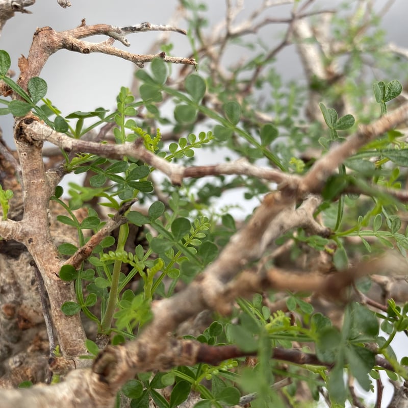 特大 多頭 マルチヘッド オペルクリカリア パキプス MP04 発根済 現地