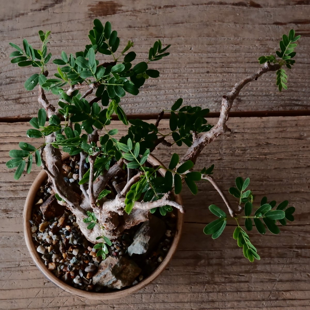 センナ メリディオナリス 現地株 発根済［No.32］ × 森田昌求 作