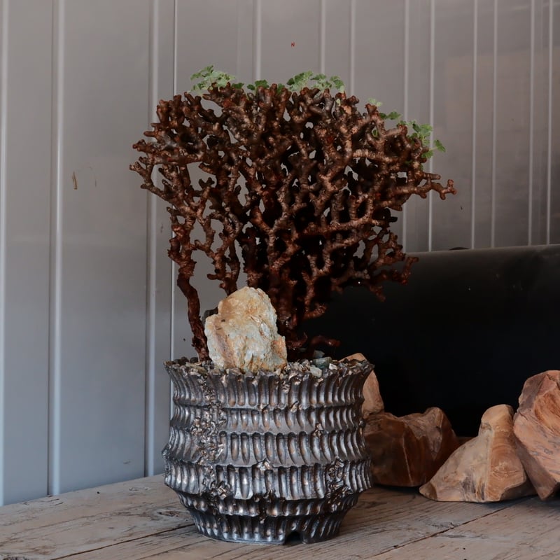 大株】ペラルゴニウム ミラビレ［No.07］ × 松野然 作 【 ZEN 】6号