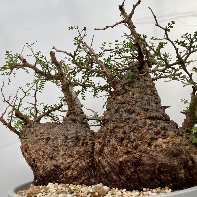 特大 多頭 マルチヘッド オペルクリカリア パキプス MP04 発根済 現地