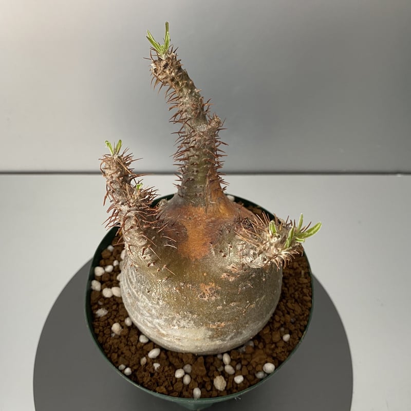 グラキリス 現地株 2021年2月輸入 発根管理中 BG-109 | Botanical Holic