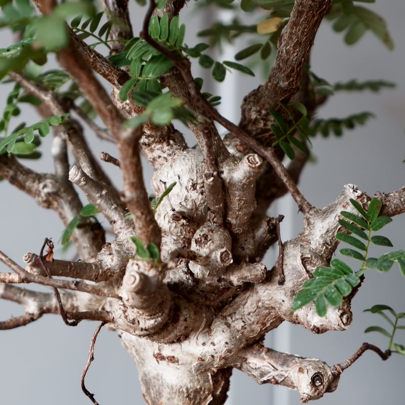 センナ メリディオナリス 輸入株［No.25］ × 坂本新 作【 LUSTER - blac