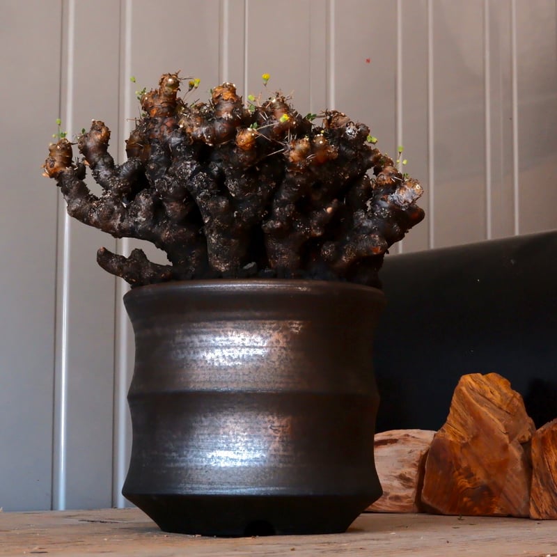 大株 】オトンナ ユーフォルビオイデス ［No.87］ × 松野然【 ZEN 】 5