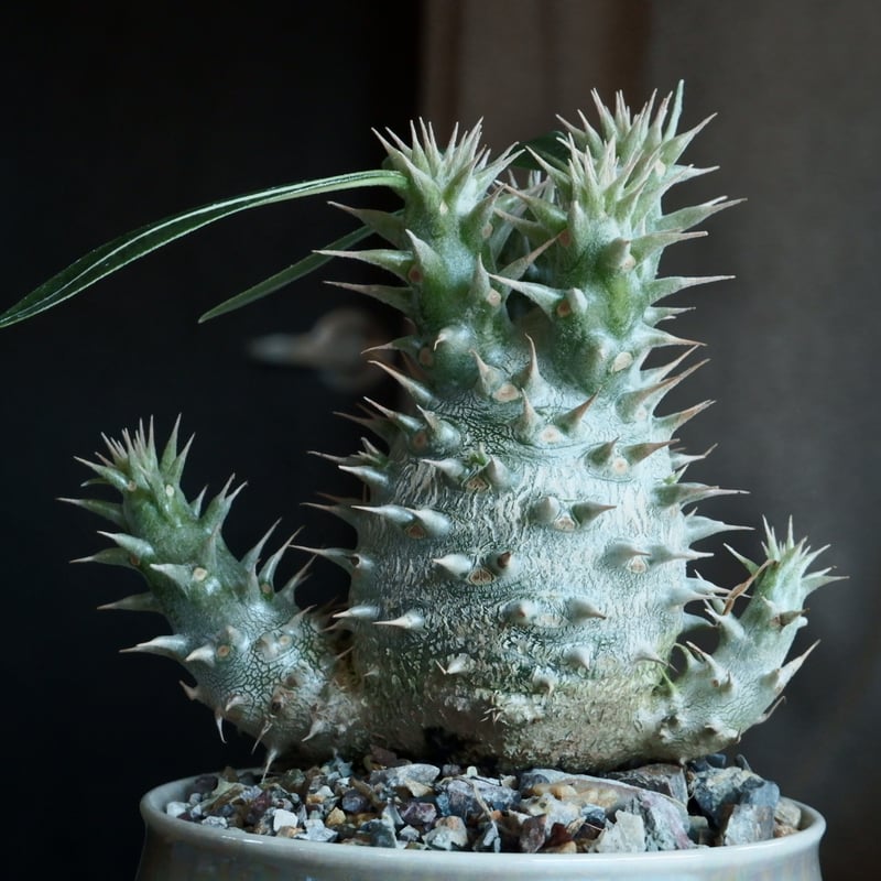 国内実生】パキポディウム・ホロンベンセ［No.02］× 坂本新 作 作品