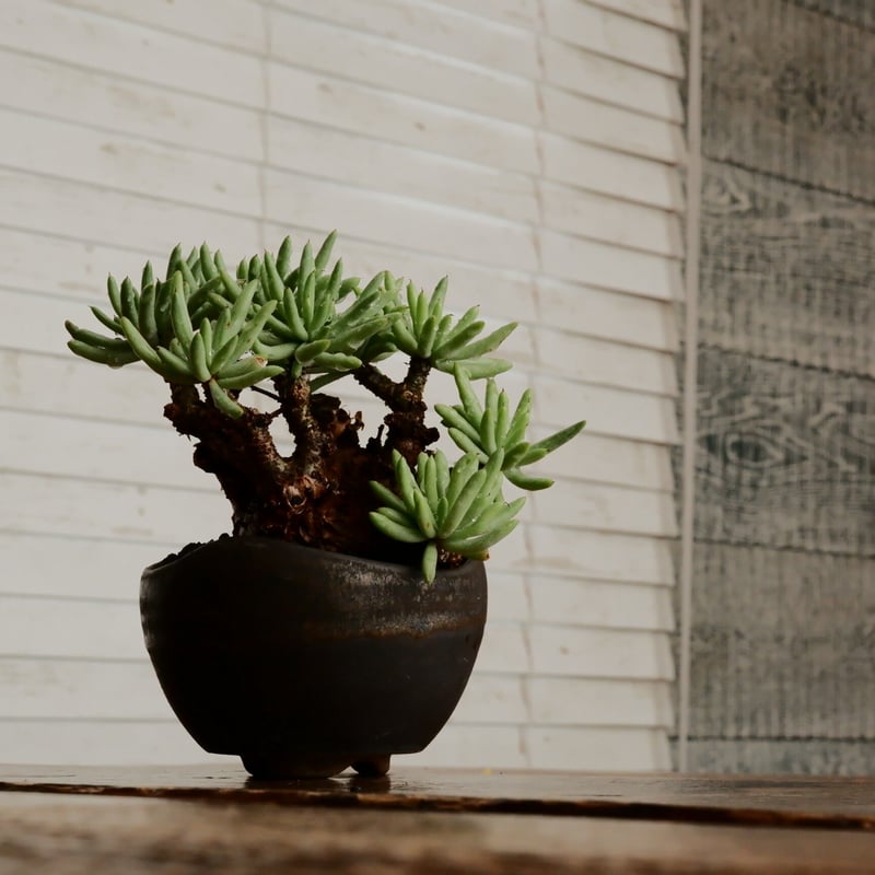 チレコドン ペアルソニー 白象［No.1］ × 根本峻吾 作 S.N POT type.