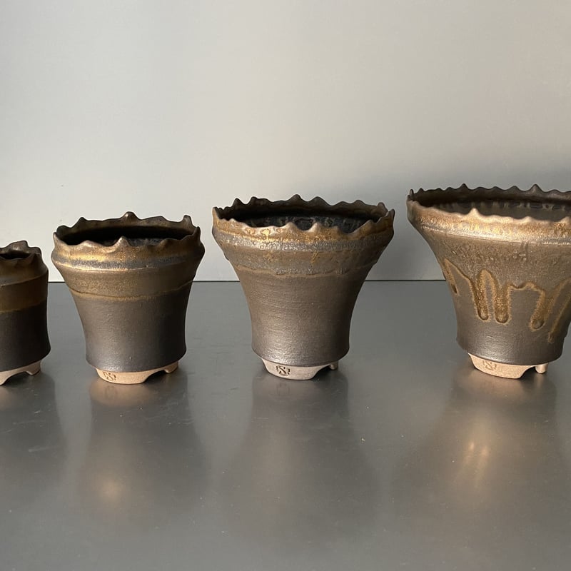 綴化 セッカ 】発根済 グラキリス 現地株 BG-129 × S.N.Pot - crow