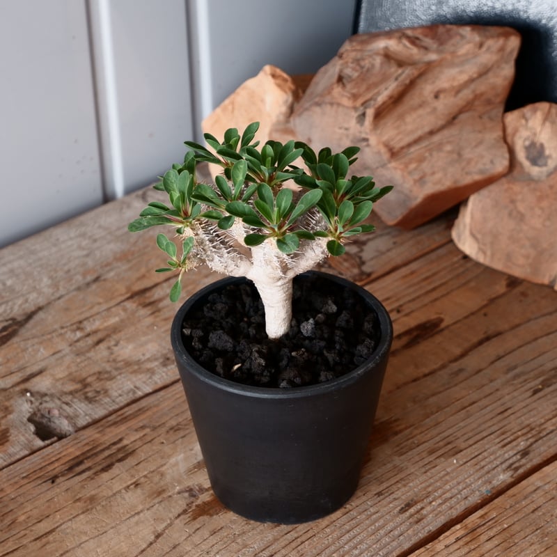 ユーフォルビア ギラウミニアナ 輸入株［No.41］ 4号鉢 | Botanical Holic