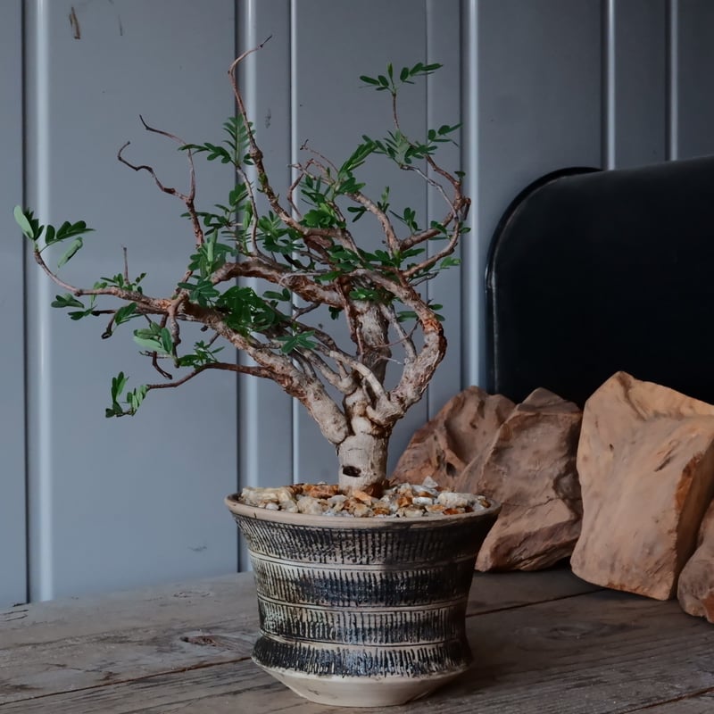 センナ メリディオナリス 現地株 発根済［No.29］ × 森田昌求 作